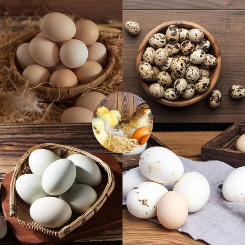 جهاز تقليب البيض الأوتوماتيكي FXTNKYY (36 بيضة)، صينية دوارة لحاضنات الدجاج، صينية حضانة البيض، ملحقات حضانة الصينية، معدات تقليب لاحتضان جميع أنواع البيض (110 فولت) in Kuwait