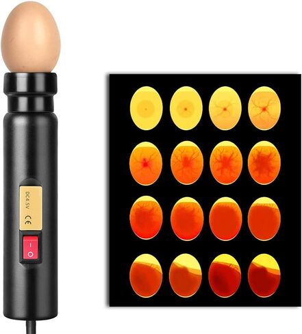 Haosie Egg Candler, LED Egg Hatching Test Light, High Intensity LED Chicken Egg Candler Mini Egg Tester Pen for Science Experiment Power by Battery & Power Supply in Kuwait