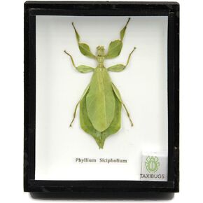 Leaf Insect Phylium Sicipholium Genuine Bug Green Brown Taxidermy Butterfly Insect Box Framed Display (Black Wooden Box) in Kuwait