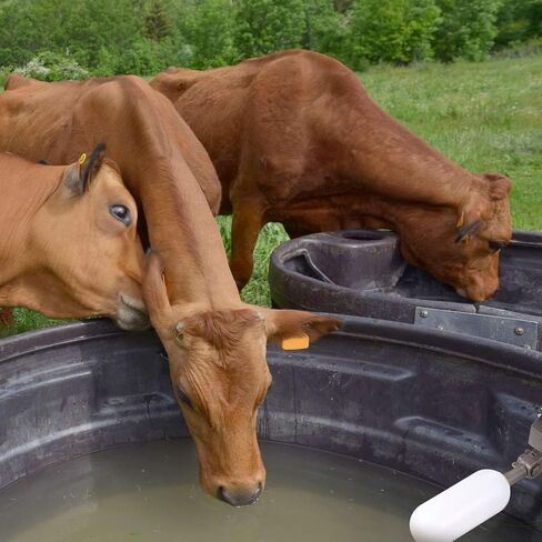 4 قطع 1/2 بوصة عوامة الكرة صمام بلاستيك عوامة مياه صغيرة من البلاستيك مع ذراع قابل للتعديل للتحكم التلقائي في مستوى المياه بخزان المياه in Kuwait