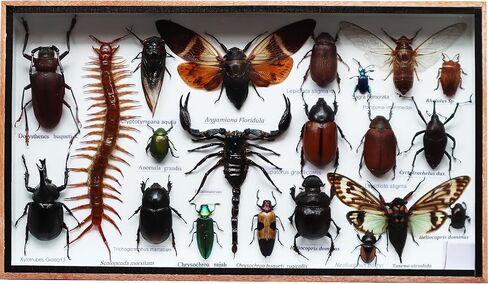 ThaiHonest Very Rare Real MIXS Insect Taxidermy Set in Boxes Display for Collectibles in Saudi Arabia
