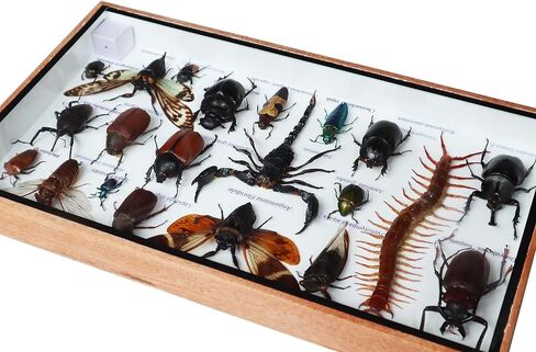 ThaiHonest Very Rare Real MIXS Insect Taxidermy Set in Boxes Display for Collectibles in Saudi Arabia