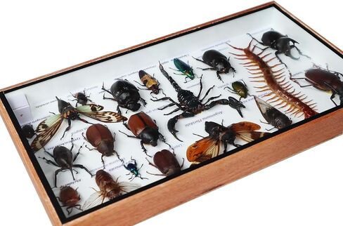 ThaiHonest Very Rare Real MIXS Insect Taxidermy Set in Boxes Display for Collectibles in Saudi Arabia