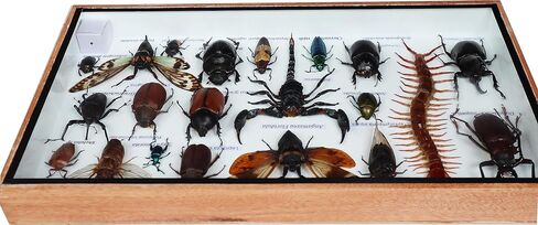 ThaiHonest Very Rare Real MIXS Insect Taxidermy Set in Boxes Display for Collectibles in Saudi Arabia