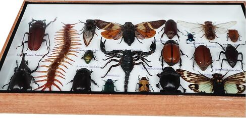 ThaiHonest Very Rare Real MIXS Insect Taxidermy Set in Boxes Display for Collectibles in Saudi Arabia