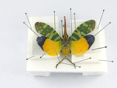 SQXBK دبوس الحشرات 300 قطعة 3 أحجام إبر عينة التركيب من الفولاذ المقاوم للصدأ مع قنينة تخزين بلاستيكية صلبة آمنة مقاس 0 1 2 دبابيس علم الحشرات in Kuwait