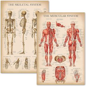 مجموعة الرسم البياني التشريحي للجهاز العضلي والهيكل العظمي من Palace Learning - ملصقات تشريح الهيكل العظمي البشري والعضلات (مغلفة، 45.72 سم × 60.96 سم) in Kuwait
