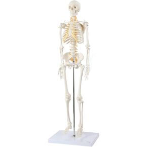 Axis Scientific Mini Human Skeleton Model with Metal Stand, 31" Tall with Removable Arms and Legs, Easy to Assemble, Includes Detailed Product Manual for Study in Kuwait