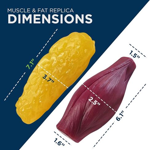 Amazing Human Body Fat Replica 1lb by Evviva Sciences, Realistic Anatomic Fatty Tissue Model Demonstration for Anatomy, Physiology, Science & Technology Students in Kuwait