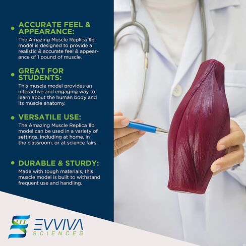 Amazing Human Body Fat Replica 1lb by Evviva Sciences, Realistic Anatomic Fatty Tissue Model Demonstration for Anatomy, Physiology, Science & Technology Students in Kuwait