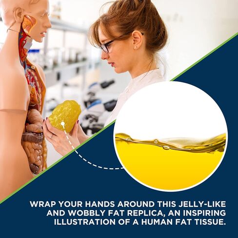 Amazing Human Body Fat Replica 1lb by Evviva Sciences, Realistic Anatomic Fatty Tissue Model Demonstration for Anatomy, Physiology, Science & Technology Students in Kuwait