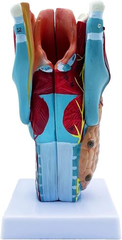 QSMYS 2X نموذج تشريح الحلق البشري الموسع نموذج الحلق التشريحي للعلوم الفصول الدراسية عرض نموذج للتدريس in Kuwait