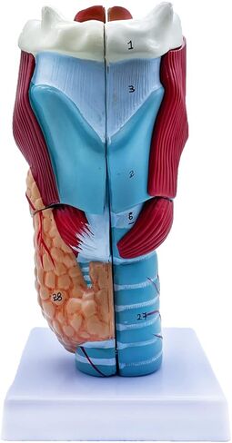 QSMYS 2X نموذج تشريح الحلق البشري الموسع نموذج الحلق التشريحي للعلوم الفصول الدراسية عرض نموذج للتدريس in Kuwait