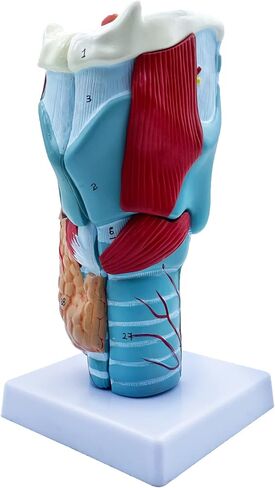 QSMYS 2X نموذج تشريح الحلق البشري الموسع نموذج الحلق التشريحي للعلوم الفصول الدراسية عرض نموذج للتدريس in Kuwait