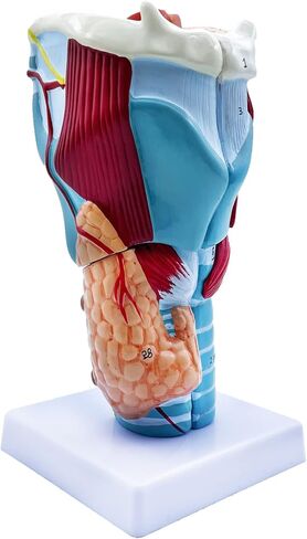 QSMYS 2X نموذج تشريح الحلق البشري الموسع نموذج الحلق التشريحي للعلوم الفصول الدراسية عرض نموذج للتدريس in Kuwait