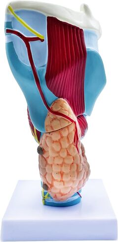 QSMYS 2X نموذج تشريح الحلق البشري الموسع نموذج الحلق التشريحي للعلوم الفصول الدراسية عرض نموذج للتدريس in Kuwait