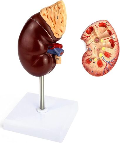 QWORK Life-Size Kidney Model, Divided into 2 Parts Showing Internal Structure A Normal Kidney Human Anatomy Replica for Doctors Office Educational Tool in Kuwait