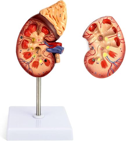 QWORK Life-Size Kidney Model, Divided into 2 Parts Showing Internal Structure A Normal Kidney Human Anatomy Replica for Doctors Office Educational Tool in Kuwait