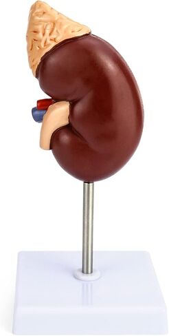 QWORK Life-Size Kidney Model, Divided into 2 Parts Showing Internal Structure A Normal Kidney Human Anatomy Replica for Doctors Office Educational Tool in Kuwait