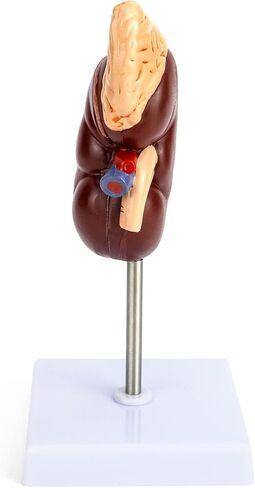 QWORK Life-Size Kidney Model, Divided into 2 Parts Showing Internal Structure A Normal Kidney Human Anatomy Replica for Doctors Office Educational Tool in Kuwait