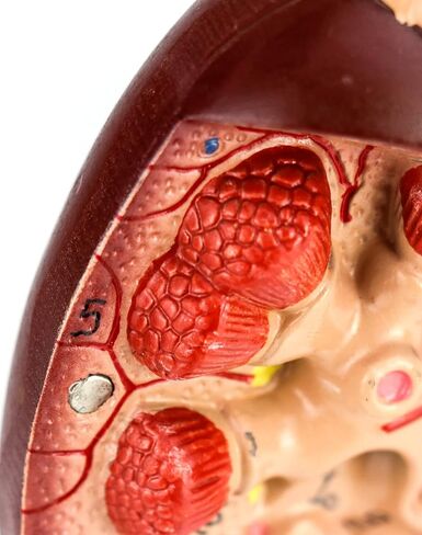 QWORK Life-Size Kidney Model, Divided into 2 Parts Showing Internal Structure A Normal Kidney Human Anatomy Replica for Doctors Office Educational Tool in Kuwait