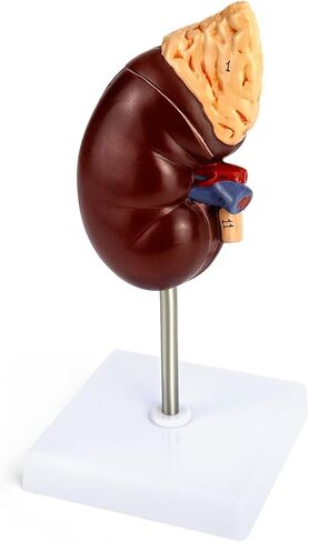 QWORK Life-Size Kidney Model, Divided into 2 Parts Showing Internal Structure A Normal Kidney Human Anatomy Replica for Doctors Office Educational Tool in Kuwait