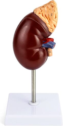 QWORK Life-Size Kidney Model, Divided into 2 Parts Showing Internal Structure A Normal Kidney Human Anatomy Replica for Doctors Office Educational Tool in Kuwait
