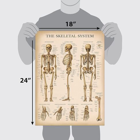 مجموعة الرسم البياني التشريحي للجهاز العضلي والهيكل العظمي من Palace Learning - ملصقات تشريح الهيكل العظمي البشري والعضلات (مغلفة، 45.72 سم × 60.96 سم) in Kuwait