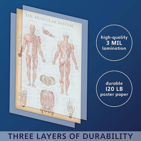 مجموعة الرسم البياني التشريحي للجهاز العضلي والهيكل العظمي من Palace Learning - ملصقات تشريح الهيكل العظمي البشري والعضلات (مغلفة، 45.72 سم × 60.96 سم) in Kuwait