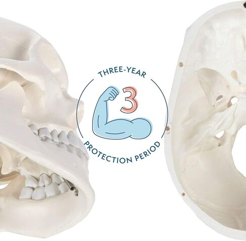 اكسيس سيانتفيك نموذج تشريح الجمجمة البشرية، 3 اجزاء بالحجم الطبيعي الصحيح تشريحيا مع غطاء جمجمة مع هياكل خارجية وداخلية | يتضمن دليل مفصل للمنتج | ضمان شامل لمدة 3 سنوات in Kuwait