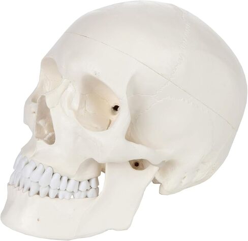 اكسيس سيانتفيك نموذج تشريح الجمجمة البشرية، 3 اجزاء بالحجم الطبيعي الصحيح تشريحيا مع غطاء جمجمة مع هياكل خارجية وداخلية | يتضمن دليل مفصل للمنتج | ضمان شامل لمدة 3 سنوات in Kuwait