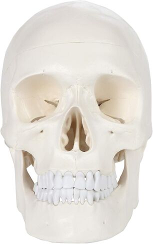 اكسيس سيانتفيك نموذج تشريح الجمجمة البشرية، 3 اجزاء بالحجم الطبيعي الصحيح تشريحيا مع غطاء جمجمة مع هياكل خارجية وداخلية | يتضمن دليل مفصل للمنتج | ضمان شامل لمدة 3 سنوات in Kuwait