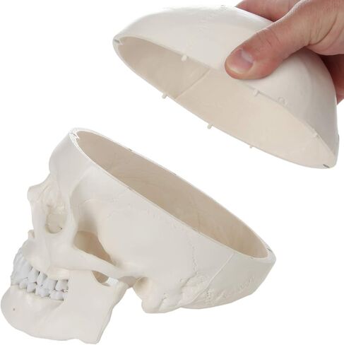 اكسيس سيانتفيك نموذج تشريح الجمجمة البشرية، 3 اجزاء بالحجم الطبيعي الصحيح تشريحيا مع غطاء جمجمة مع هياكل خارجية وداخلية | يتضمن دليل مفصل للمنتج | ضمان شامل لمدة 3 سنوات in Kuwait