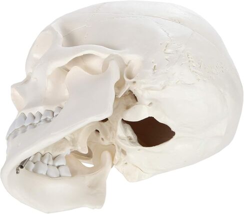 اكسيس سيانتفيك نموذج تشريح الجمجمة البشرية، 3 اجزاء بالحجم الطبيعي الصحيح تشريحيا مع غطاء جمجمة مع هياكل خارجية وداخلية | يتضمن دليل مفصل للمنتج | ضمان شامل لمدة 3 سنوات in Kuwait