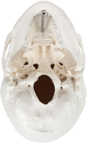 اكسيس سيانتفيك نموذج تشريح الجمجمة البشرية، 3 اجزاء بالحجم الطبيعي الصحيح تشريحيا مع غطاء جمجمة مع هياكل خارجية وداخلية | يتضمن دليل مفصل للمنتج | ضمان شامل لمدة 3 سنوات in Kuwait