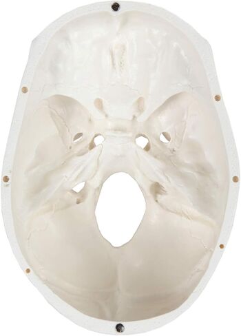 اكسيس سيانتفيك نموذج تشريح الجمجمة البشرية، 3 اجزاء بالحجم الطبيعي الصحيح تشريحيا مع غطاء جمجمة مع هياكل خارجية وداخلية | يتضمن دليل مفصل للمنتج | ضمان شامل لمدة 3 سنوات in Kuwait