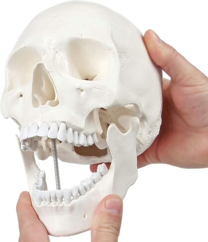 اكسيس سيانتفيك نموذج تشريح الجمجمة البشرية، 3 اجزاء بالحجم الطبيعي الصحيح تشريحيا مع غطاء جمجمة مع هياكل خارجية وداخلية | يتضمن دليل مفصل للمنتج | ضمان شامل لمدة 3 سنوات in Kuwait