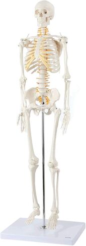 Axis Scientific Mini Human Skeleton Model with Metal Stand, 31" Tall with Removable Arms and Legs, Easy to Assemble, Includes Detailed Product Manual for Study in Kuwait