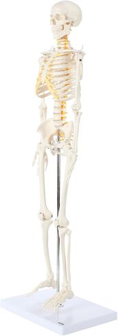 Axis Scientific Mini Human Skeleton Model with Metal Stand, 31" Tall with Removable Arms and Legs, Easy to Assemble, Includes Detailed Product Manual for Study in Kuwait