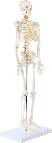 Axis Scientific Mini Human Skeleton Model with Metal Stand, 31" Tall with Removable Arms and Legs, Easy to Assemble, Includes Detailed Product Manual for Study in Kuwait