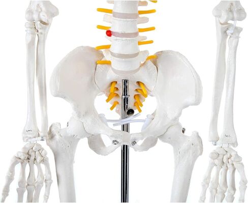 Axis Scientific Mini Human Skeleton Model with Metal Stand, 31" Tall with Removable Arms and Legs, Easy to Assemble, Includes Detailed Product Manual for Study in Kuwait