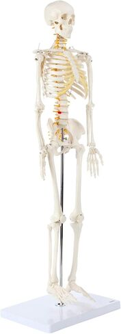 Axis Scientific Mini Human Skeleton Model with Metal Stand, 31" Tall with Removable Arms and Legs, Easy to Assemble, Includes Detailed Product Manual for Study in Kuwait