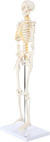Axis Scientific Mini Human Skeleton Model with Metal Stand, 31" Tall with Removable Arms and Legs, Easy to Assemble, Includes Detailed Product Manual for Study in Kuwait