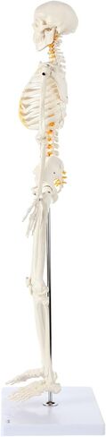 Axis Scientific Mini Human Skeleton Model with Metal Stand, 31" Tall with Removable Arms and Legs, Easy to Assemble, Includes Detailed Product Manual for Study in Kuwait