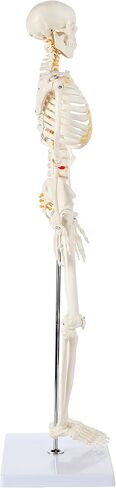 Axis Scientific Mini Human Skeleton Model with Metal Stand, 31" Tall with Removable Arms and Legs, Easy to Assemble, Includes Detailed Product Manual for Study in Kuwait