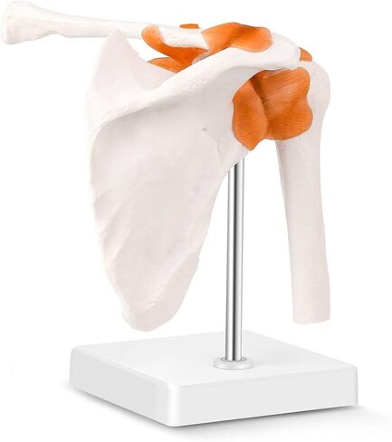 LYOU Human Shoulder Joint Model, Life Size Flexible Anatomically Accurate Shoulder Skeleton Model with Functional Ligaments and Removable Base in Saudi Arabia