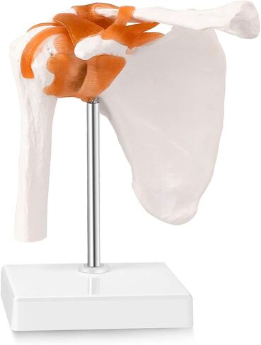 LYOU Human Shoulder Joint Model, Life Size Flexible Anatomically Accurate Shoulder Skeleton Model with Functional Ligaments and Removable Base in Saudi Arabia