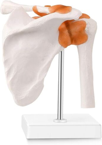LYOU Human Shoulder Joint Model, Life Size Flexible Anatomically Accurate Shoulder Skeleton Model with Functional Ligaments and Removable Base in Saudi Arabia