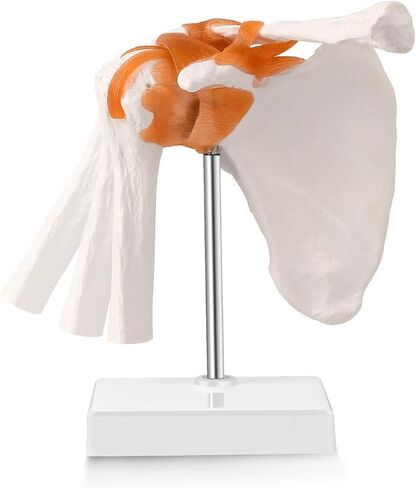 LYOU Human Shoulder Joint Model, Life Size Flexible Anatomically Accurate Shoulder Skeleton Model with Functional Ligaments and Removable Base in Saudi Arabia