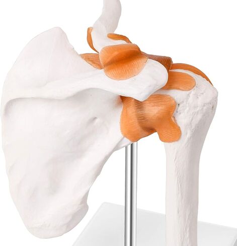 LYOU Human Shoulder Joint Model, Life Size Flexible Anatomically Accurate Shoulder Skeleton Model with Functional Ligaments and Removable Base in Saudi Arabia